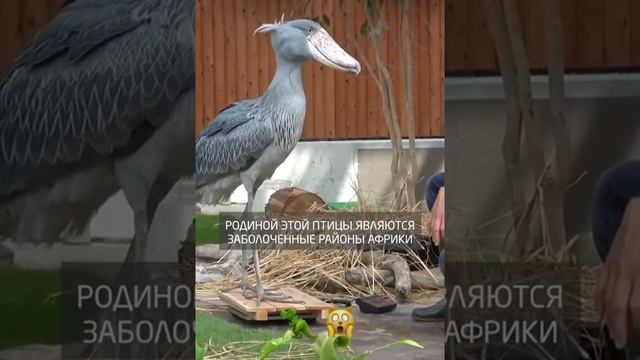 Большая птица смотреть онлайн
