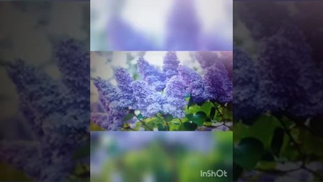 Ознакомление с окружающим "К нам весна пришла " смотреть онлайн
