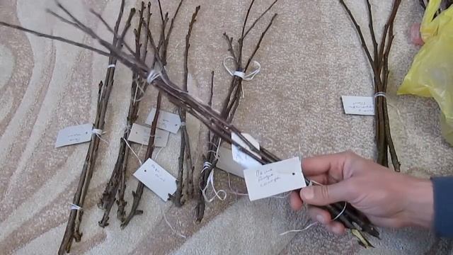 Привои яблонь, груш, черешень - где я их беру смотреть онлайн