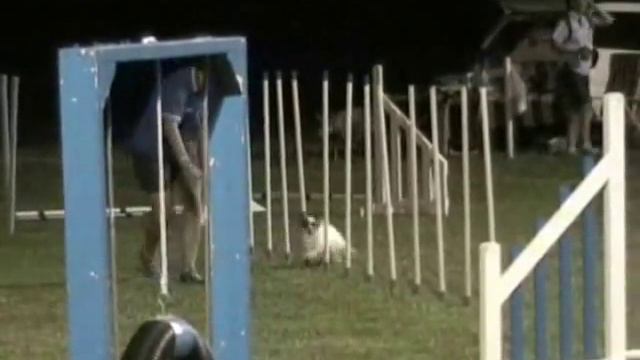 Papillon Agility Aust-Bella MA F.R Feb 08 смотреть онлайн