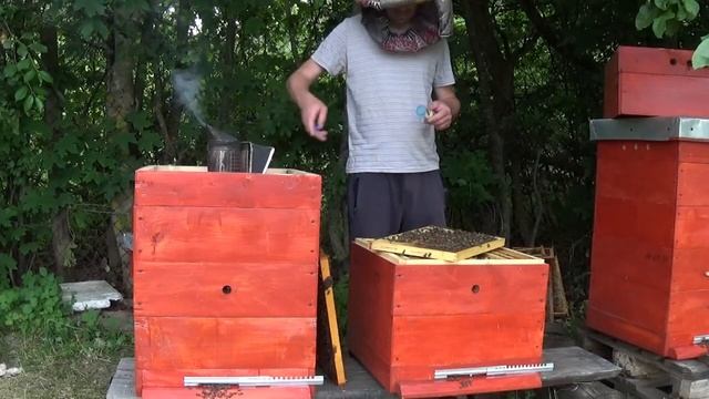 Улей башня. Делаем медовик из двух семей. смотреть онлайн