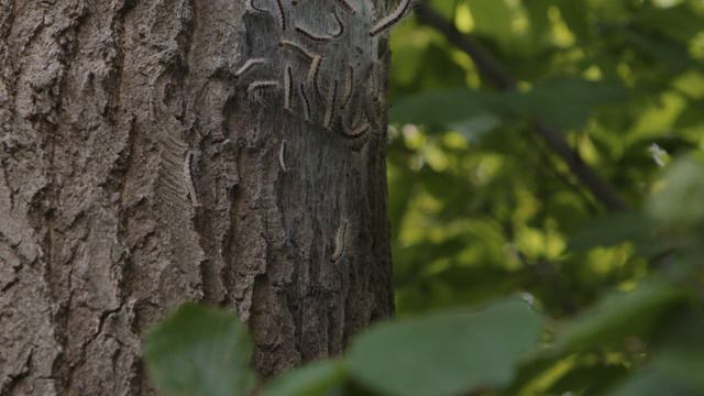 Eichenprozessionsspinner entfernen - Worauf achten? Baumpflege mit dem RAL Gütezeichen смотреть онлайн