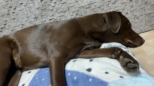 Лабрадор в квартире, лабрадор спит, лабрадор и дети, шоколадный лабрадор, лабрадор щенки смотреть онлайн