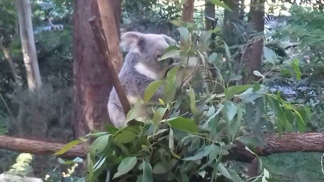 Уморительный коала кушает! Австралия. смотреть онлайн