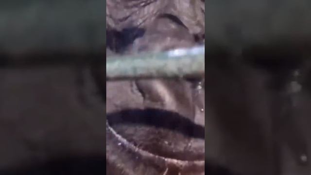 Memes from the microwave (Pt. 2) смотреть онлайн
