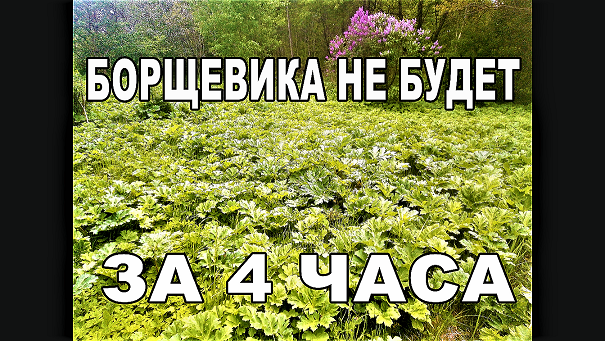 Борщевик, САМЫЙ эффективный способ избавиться. смотреть онлайн