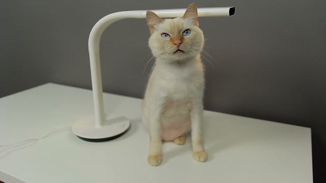 Настольная лампа Xiaomi Philips Eyecare Smart Lamp 2 - Обзор смотреть онлайн