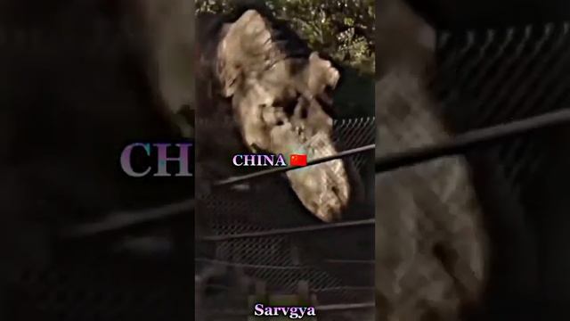 Pakistan vs china vs India lion ???????????????????????? смотреть онлайн