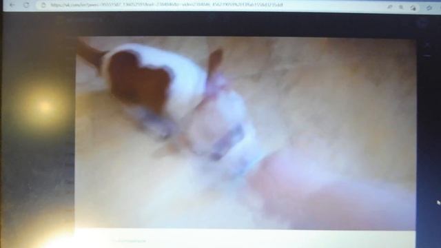 ЩЕНКИ #чихуахуа возраст 12 дней 28.05.23 ПРИВЕТ от Луши из НОВОГО дома #СКИДКИ в описании #4lapy смотреть онлайн