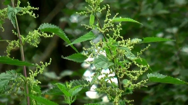 ИГРАЙ ГАРМОНЬ ДУШЕВНАЯ! Расцвела сирень, черёмуха в саду ... смотреть онлайн