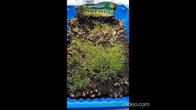 Как быстро растет мшанка? смотреть онлайн