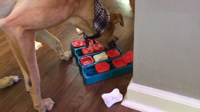 Greyhound vs. Dog Puzzle Game смотреть онлайн