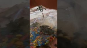 Как ухаживать за декоративными черепашками.