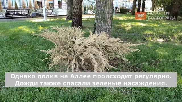 Туи засохли на Аллее Героев в Волгограде смотреть онлайн