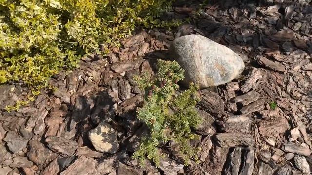 Цветёт Пихта корейская Блю Эмперор ! Описание сорта! Abies koreana Blue Emperor !! смотреть онлайн