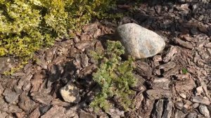 Цветёт Пихта корейская Блю Эмперор ! Описание сорта! Abies koreana Blue Emperor  !!