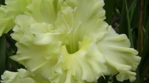 ГЛАДИОЛУСЫ (МОИ ГИБРИДЫ цветение 2018) gladiolus