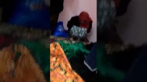 Шармандаги зани шавхардор бо марди бегона