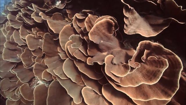 Яд. Достижение эволюции - Часть 1.Яд и стратегия выживания - Документальный фильм смотреть онлайн