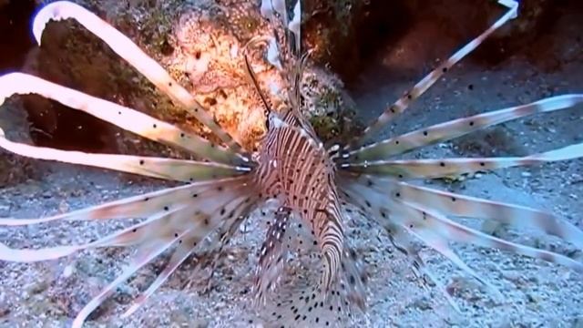 Видеофон красивая морская рыба-крылатка/ Videophone sea lionfish смотреть онлайн