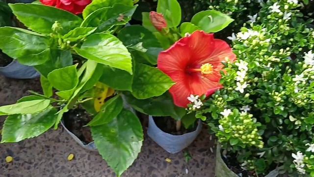 Cosmos Flower Plant Jasmine Plant Orchid Plant Climbing Red Mandevilla Plant Pati Lebu Plant смотреть онлайн