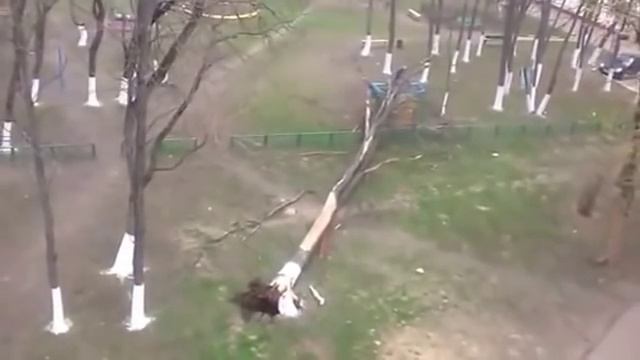 Ураганом сносит деревья смотреть онлайн