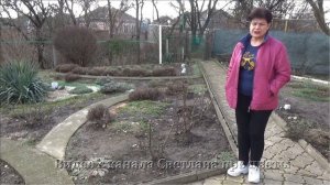 Как  омолодить старый куст розы  Готовимся к этому уже сейчас