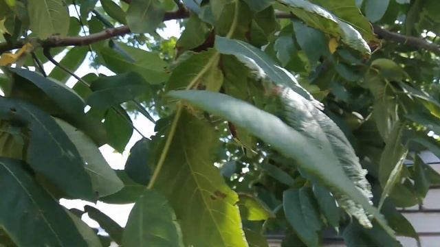 Оджахури в казане по Сибирски Говядида по грузински ოჯახური ციმბირის სტილში смотреть онлайн