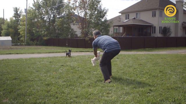 Анонс. В мире животных. Я и моя собака.