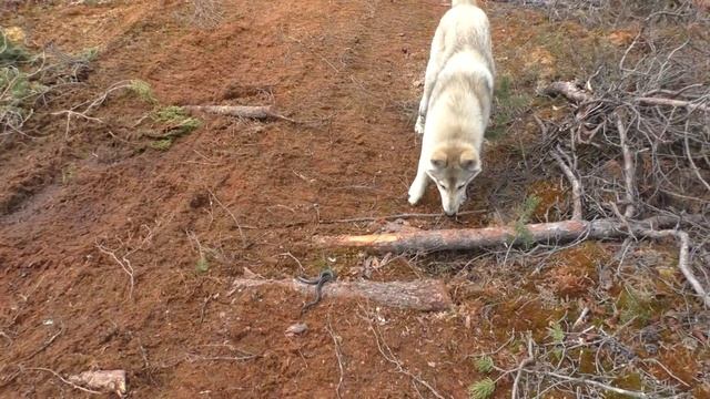 Как знакомить щенка с незнакомыми опасными объектами. Змея и щенок смотреть онлайн