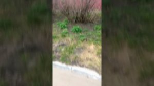 Брянск. Весна. В нашем дворе. Гуляем с мамулечкой.