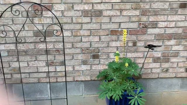 Fern Creek Shade Gardens shaping up! смотреть онлайн