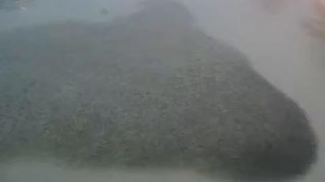 акула в стае рыб смотреть онлайн