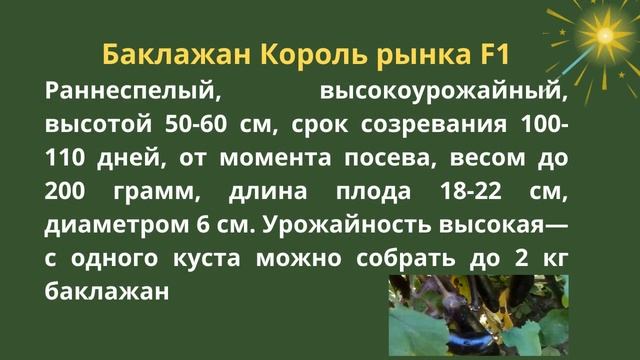 Баклажаны в Сибири. Любимые, урожайные сорта и гибриды баклажан смотреть онлайн