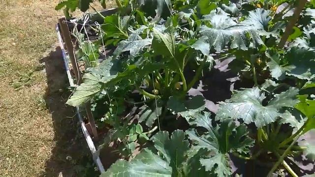 Картофель цветёт после окучивания мотоблоком НЕВА мб-2.Огород на дачном участке.Загородная жизнь. смотреть онлайн