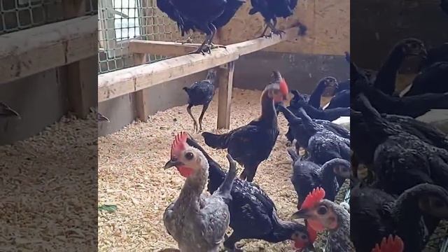 Ко-шамо и английская бойцовая кура Модерн. Ватсап +79265375896 Андрей Говоров Москва . смотреть онлайн