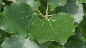 Какие деревья можно сажать возле дома