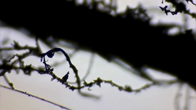 Человек вдыхает 2 ст ложки пыли в день? Пыль под микроскопом, интересные факты о пыли. смотреть онлайн