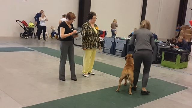 выставка собак БЕЛЫЕ НОЧИ 2 (кадебо) смотреть онлайн