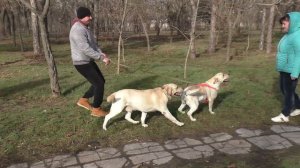 Красивые палевые Лабрадоры Лорд и Белла. Темпераментный жених и ворчливая невеста.
