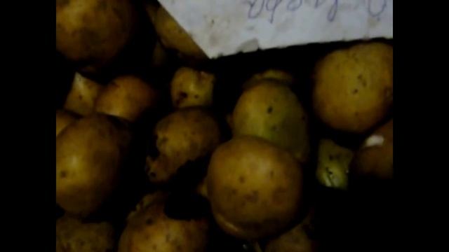 Готовим картофель к посадке.