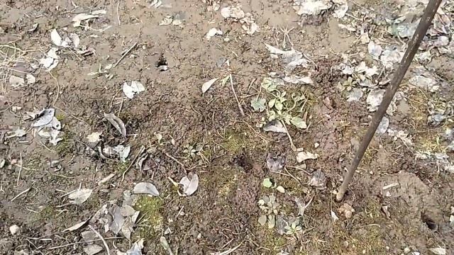 СПОСОБ БОРЬБЫ С МЫШАМИ В ОГОРОДЕ. смотреть онлайн