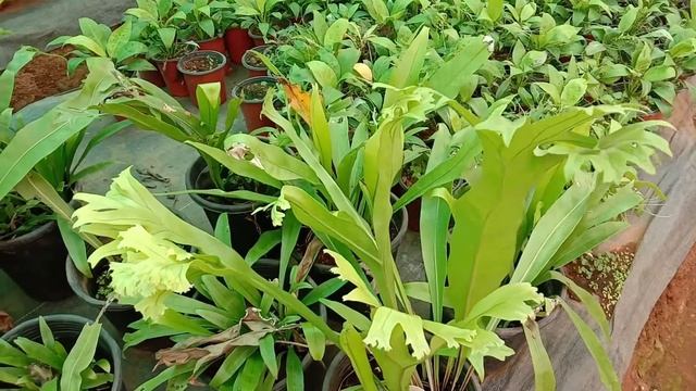 Asplenium nidus, Bird's Nest Fern Plants - Ornamental plants смотреть онлайн