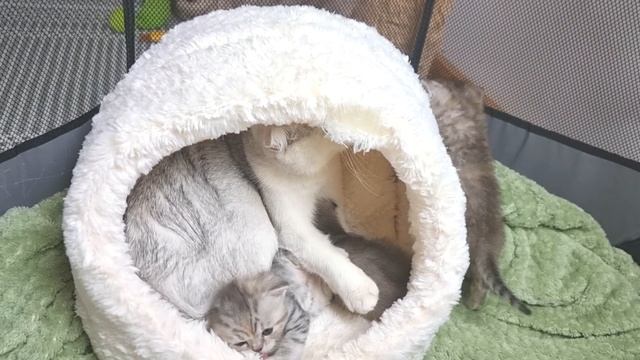 Мама, я люблю, когда ты меня обнимаешь и целуешь, говорит котенок смотреть онлайн