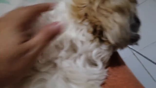 Shih Tzu dog Seika - fable Jackdaw and Doves смотреть онлайн