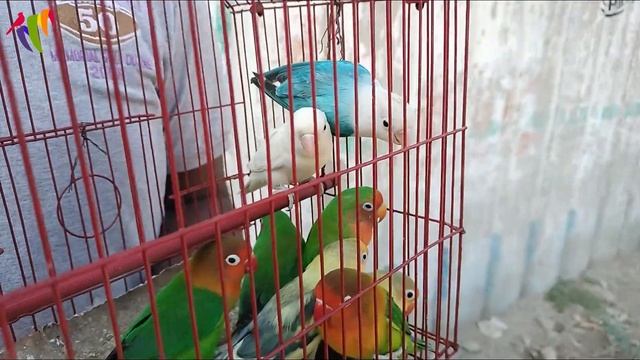Birds market lalukhet karachi 2022 to korangi birds market 2022 latest price update URDU/HINDI смотреть онлайн