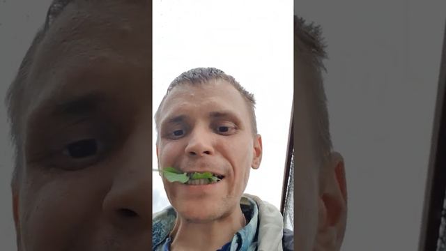 Съедобные трава для человека - СНЫТЬ! смотреть онлайн