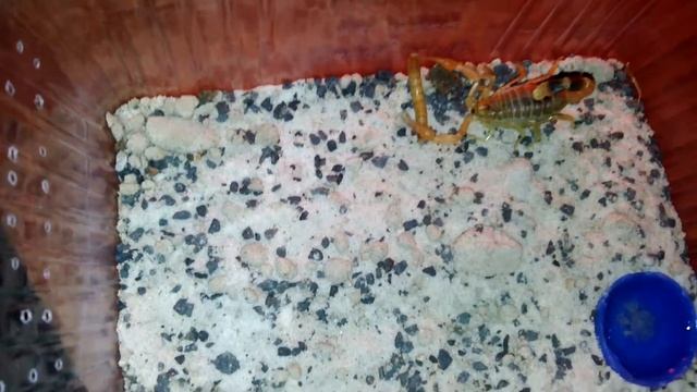 Mesobuthus Caucasicus Feeding