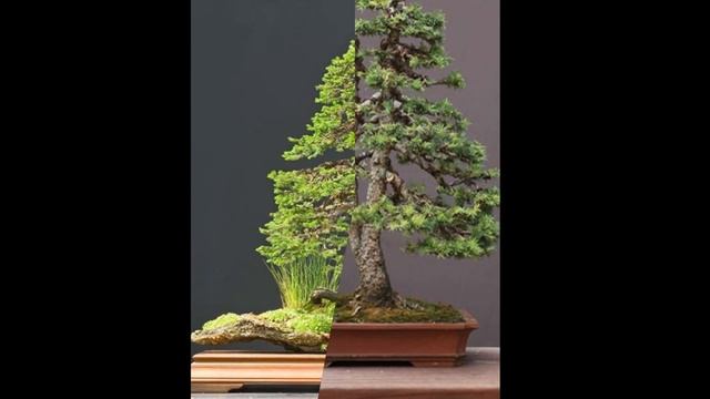 Picea mariana (Mill.) Britton, Sterns and Poggenb. смотреть онлайн