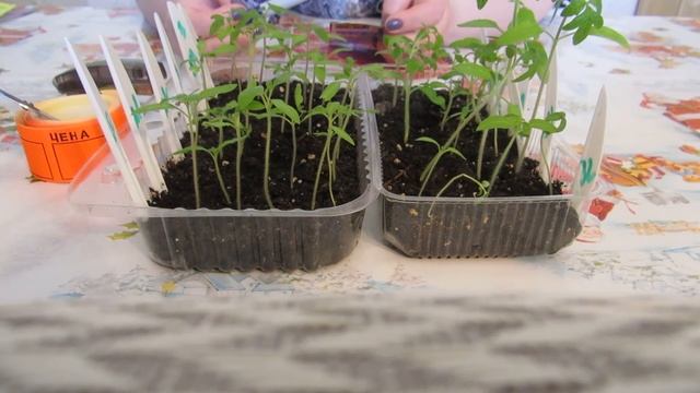 Томаты,огурцы, цветы- посадка, пикировка, сюрпризы смотреть онлайн